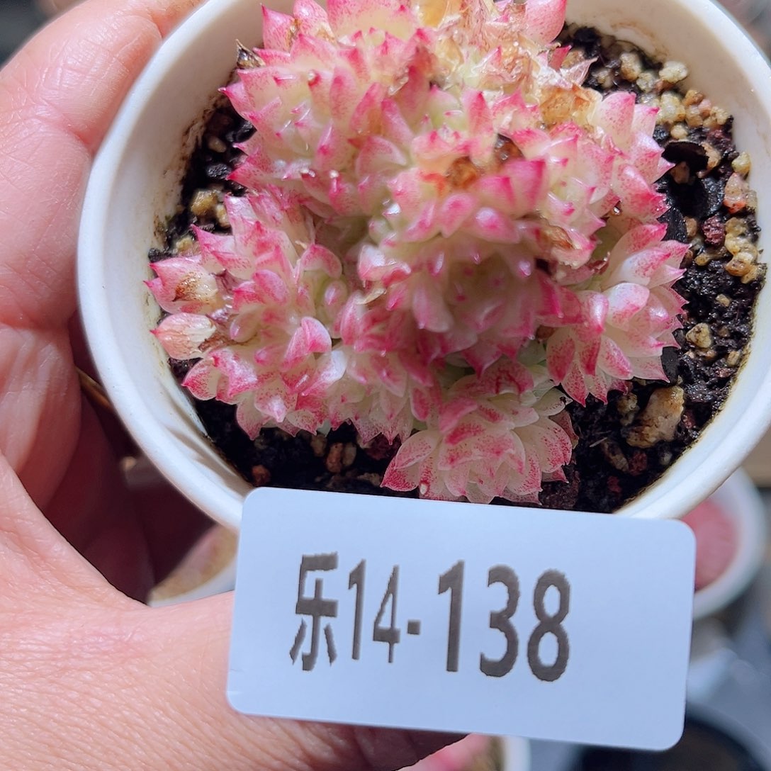 乐14-138 麦秆群 不包整