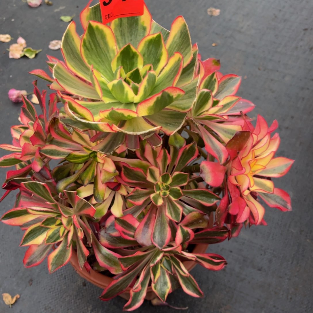 晓*346多肉法师魅影