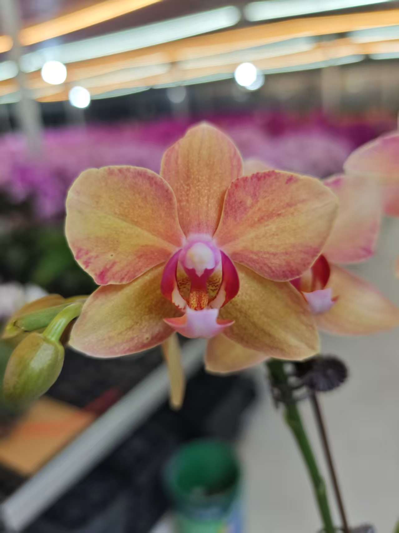 高品质橙色蝴蝶兰【锦鲤】带花剑带花苞四季开花室内好养盆栽