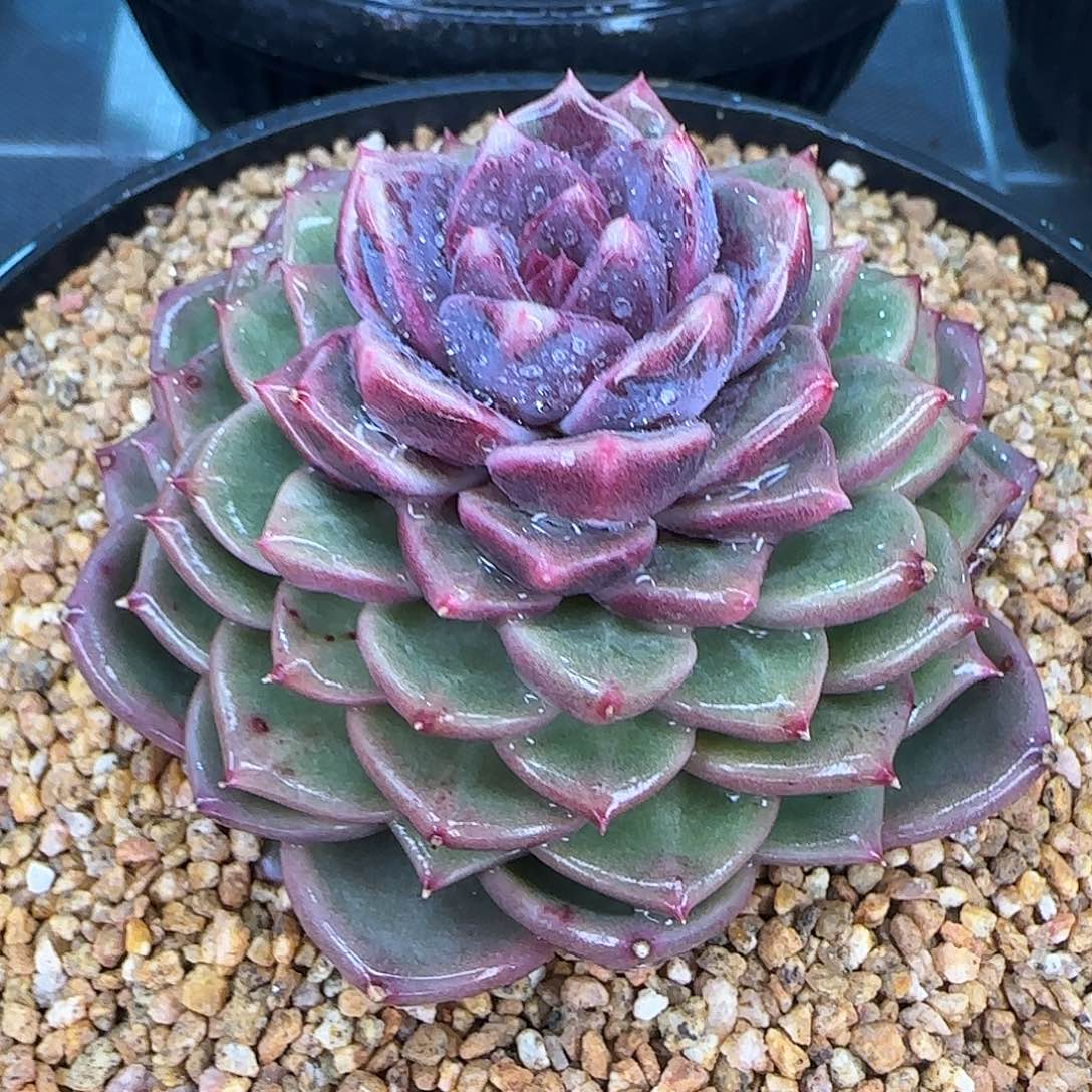 从前慢花园精选彩薇