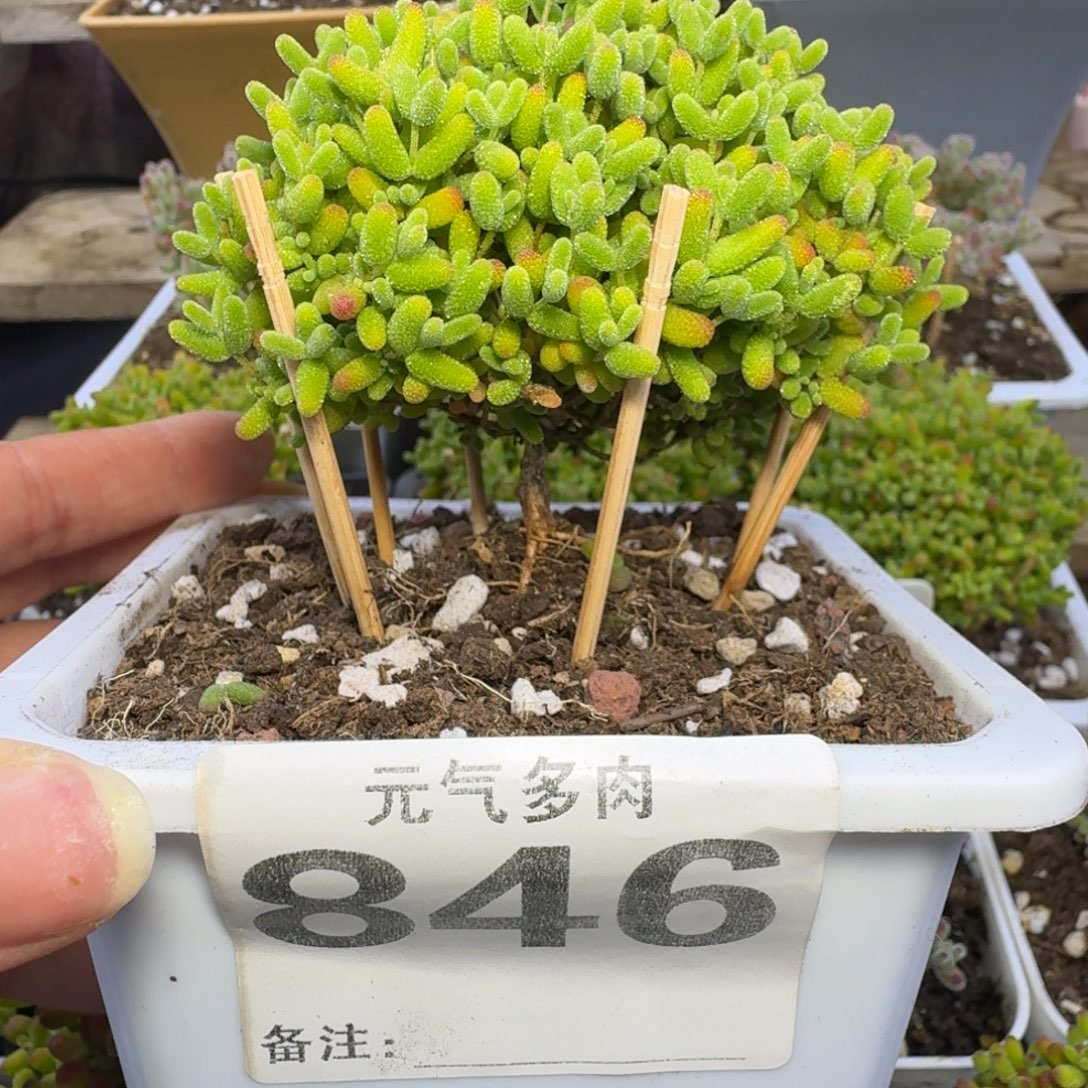 846号蜜桔糖球送一颗小苗