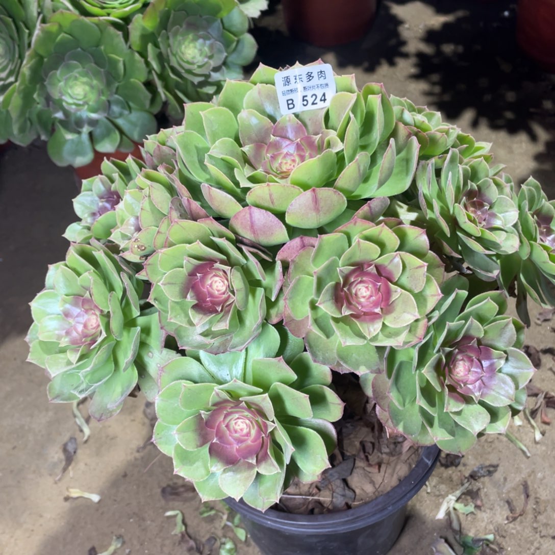 524红心多肉法师断枝不包