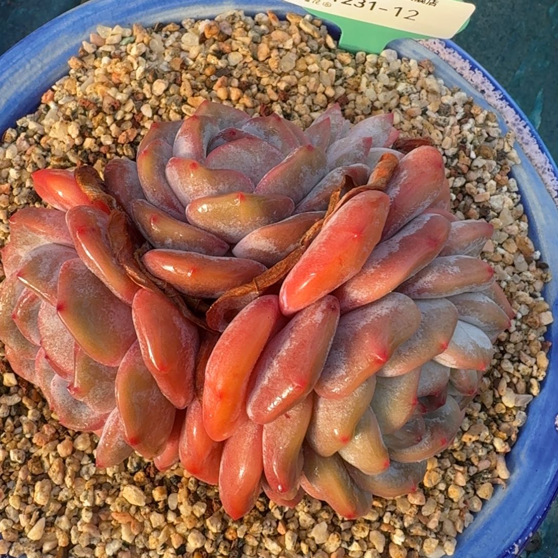 从前慢花园多肉编号1231-12