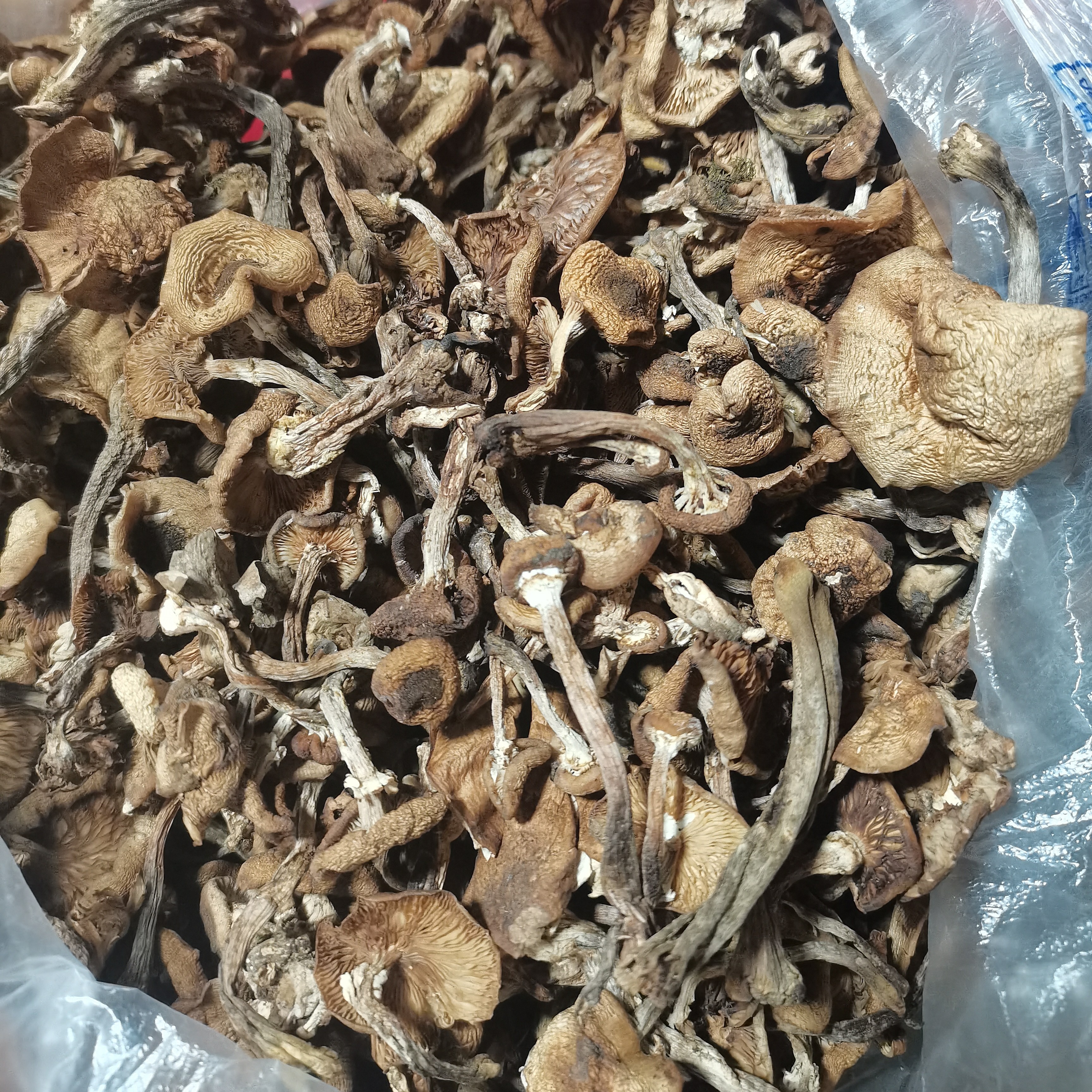东北野生自然晾晒榛蘑小鸡炖蘑菇干货食材