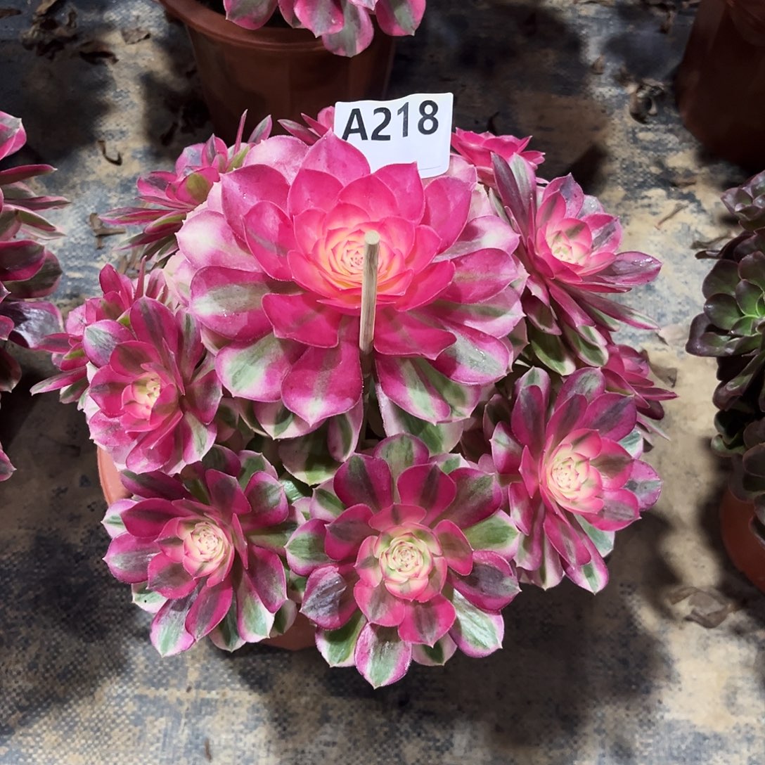 多肉植物倾城218多肉