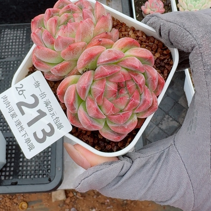 春风无盆土发货多