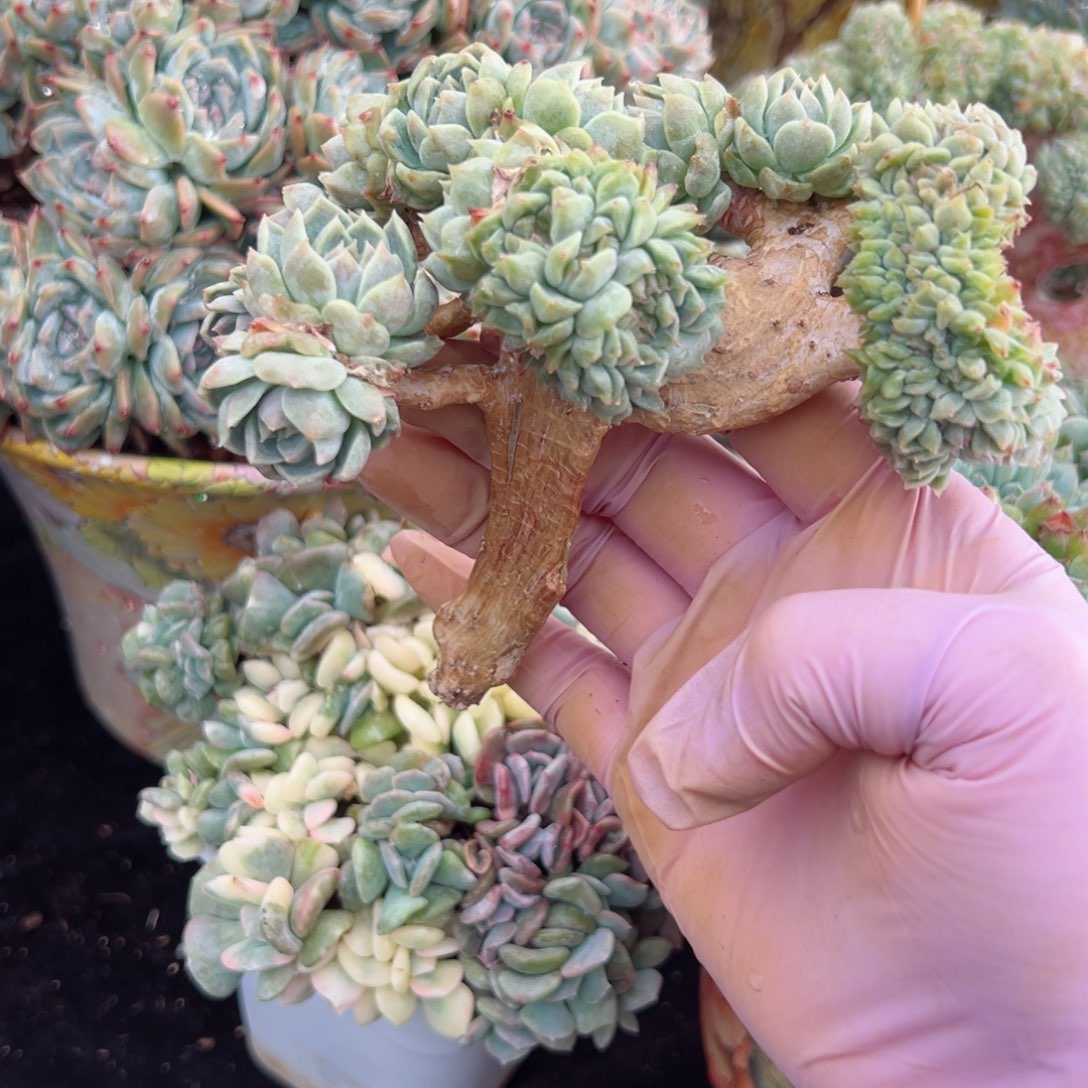 新年快乐啊宝宝们888888