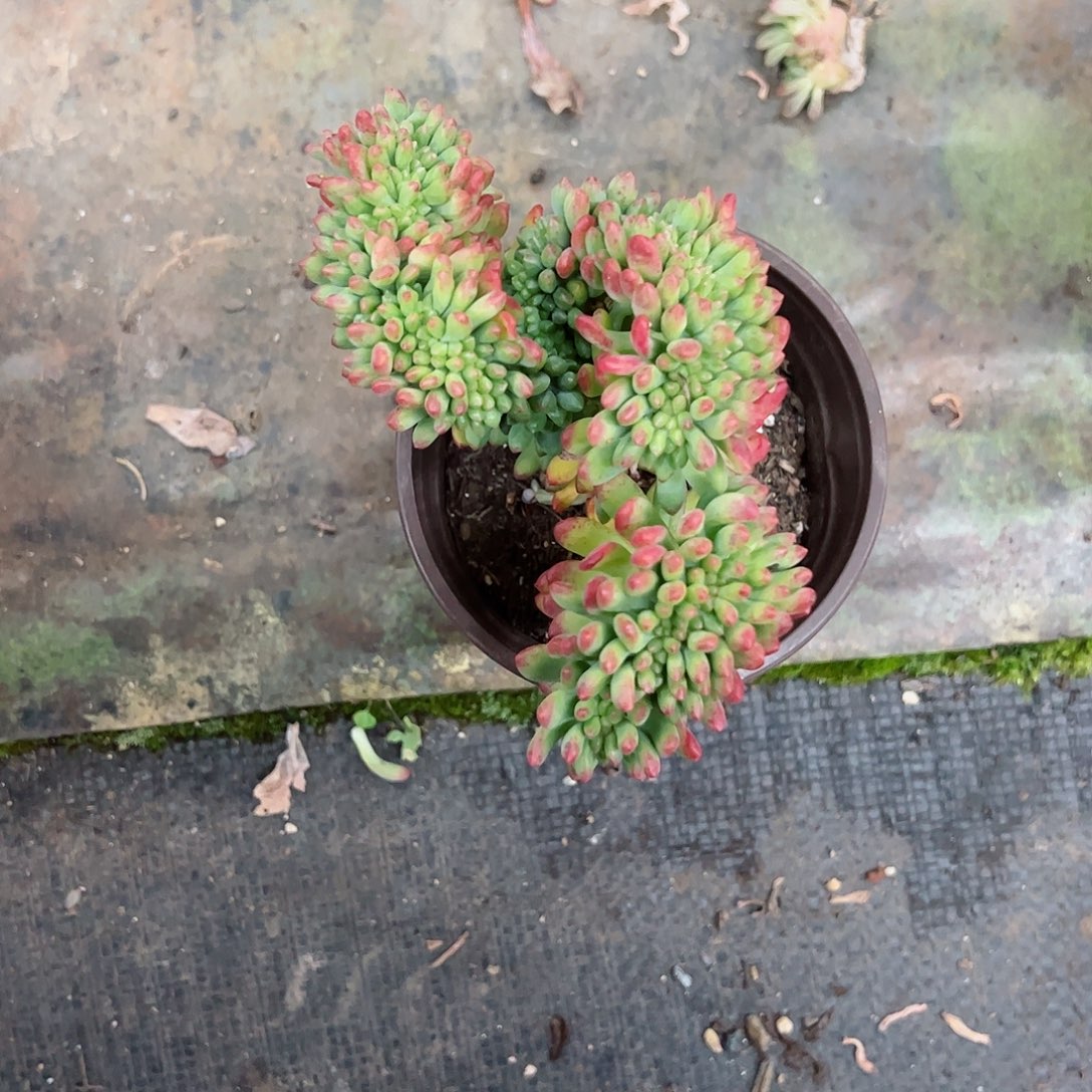 春萌缀化多肉植物