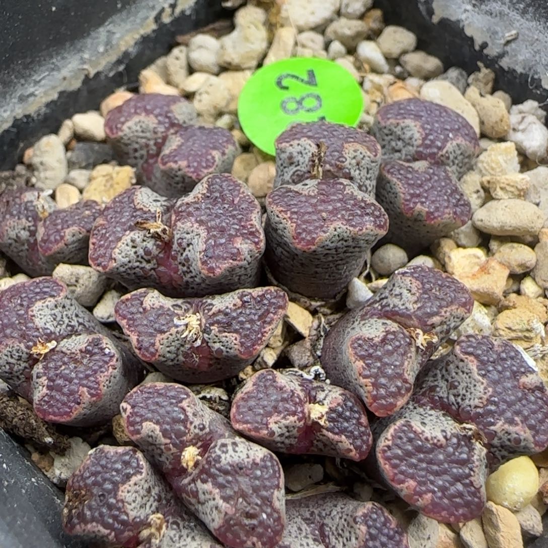 鱼子酱全窗泡泡超碟群282