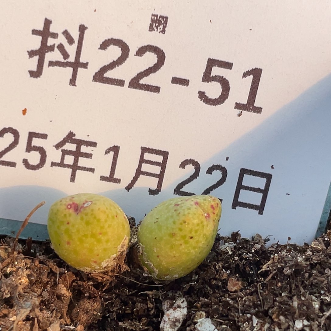 22-51斑马多肉植物