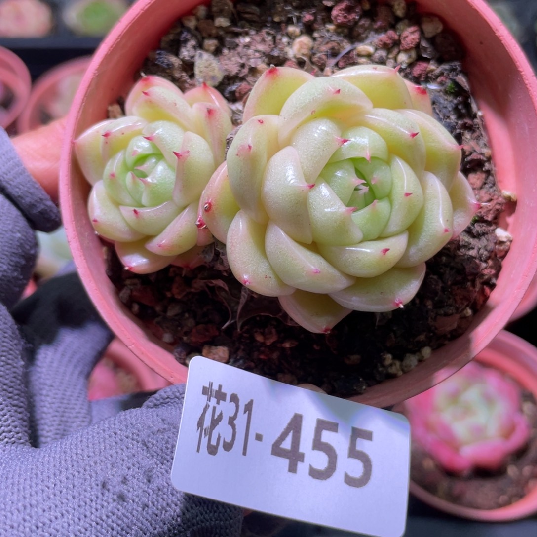 花利美31-455麦秆