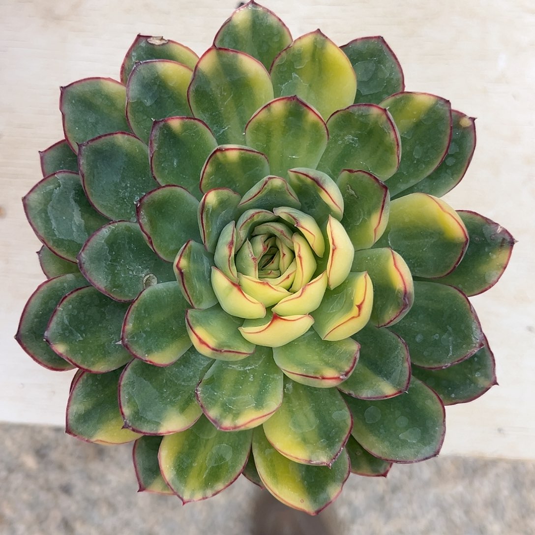 慈禧锦大单头多肉植物