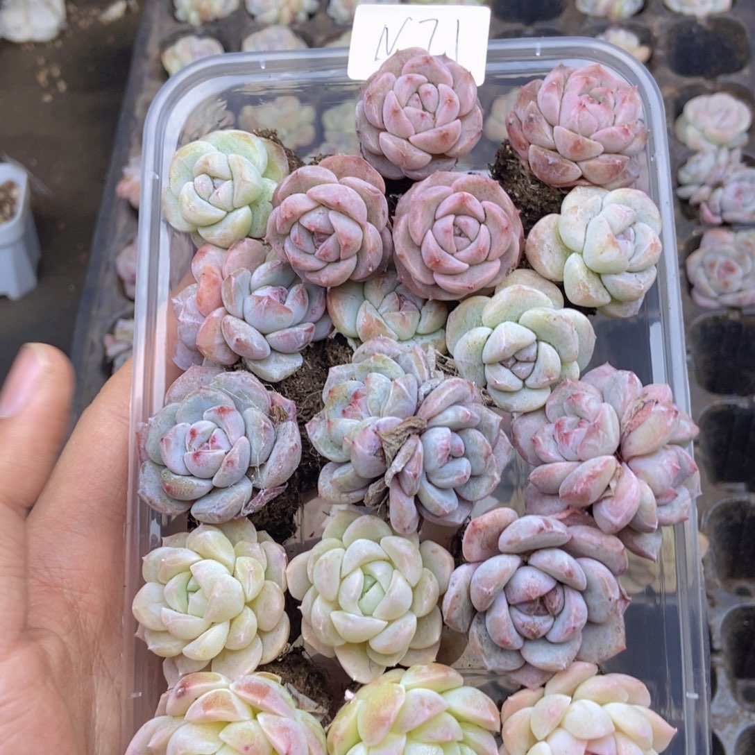 春泥家一单包邮N71