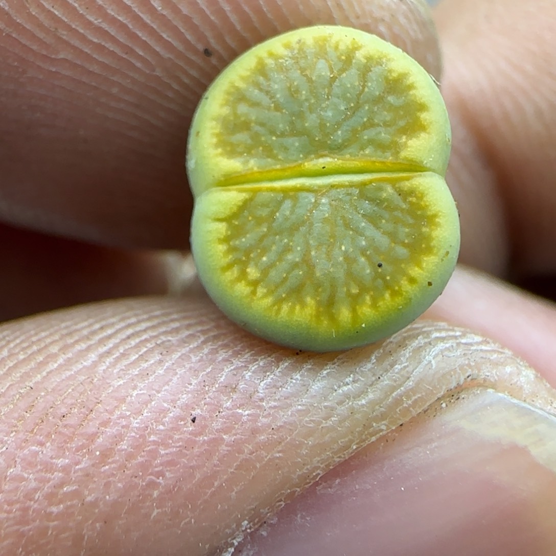 666 生石花大棚直播