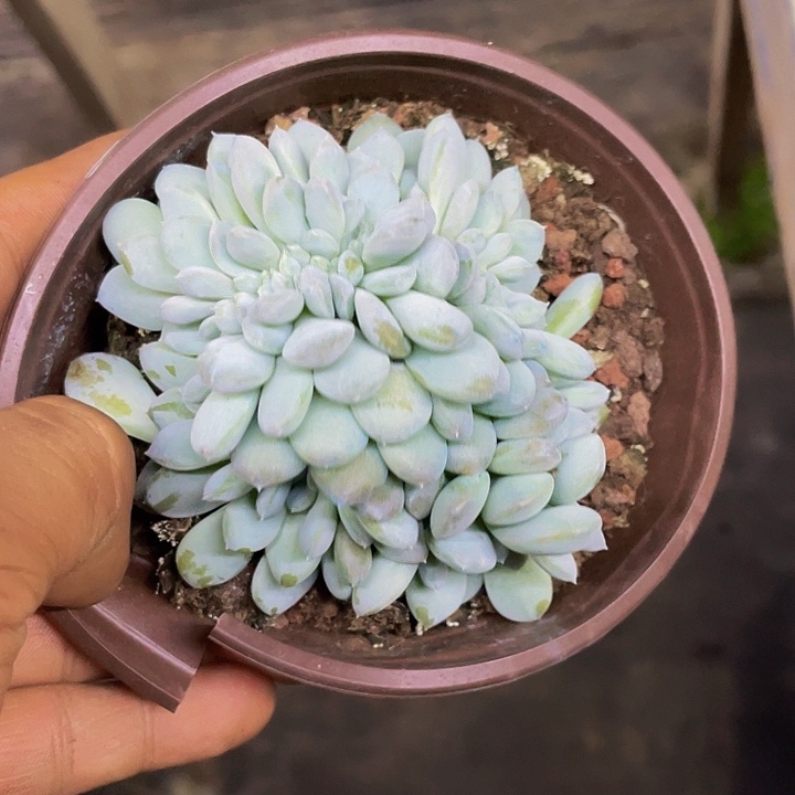 菩提子哦哦哦哦哦哦哦