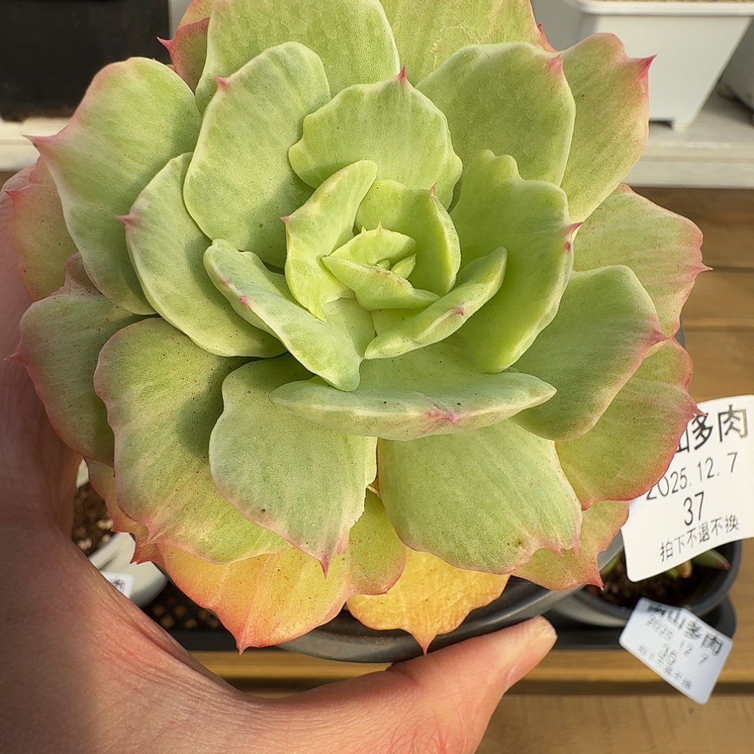 石化碧桃锦1111127-37