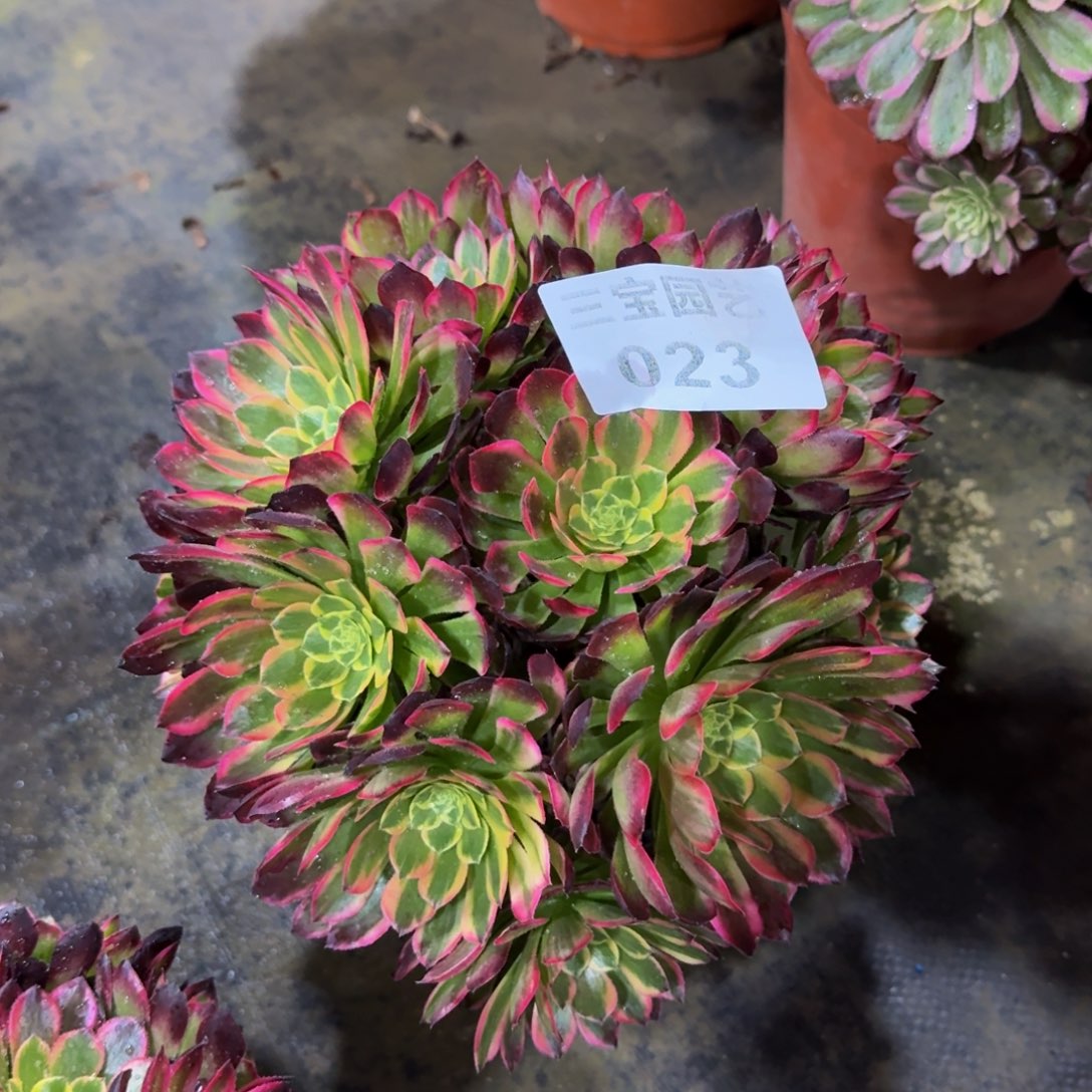 手****子多肉植物023朝霞