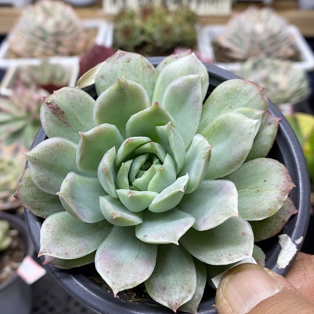 1941 不知名冰丝锦