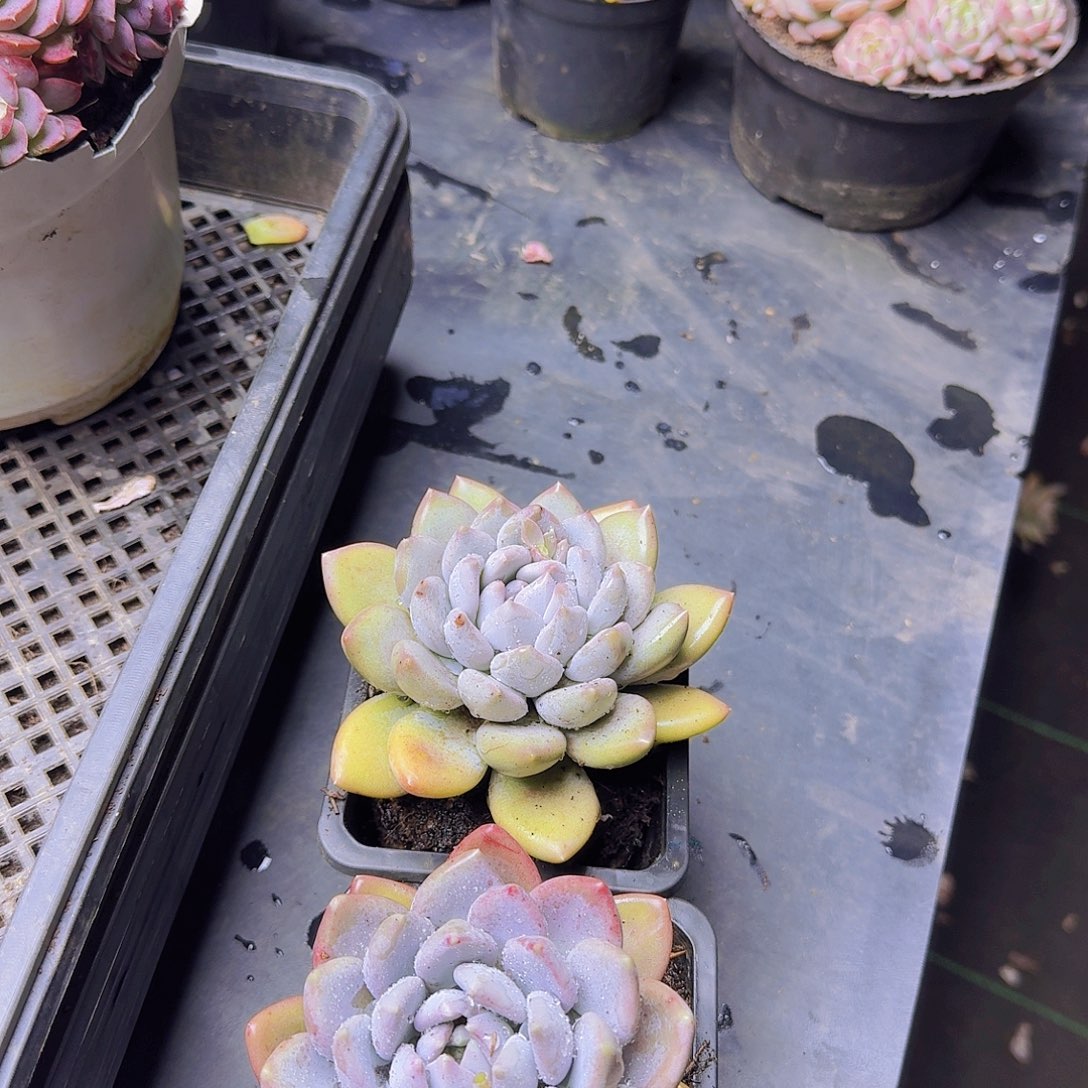 妖***姬015胖美人一物一拍