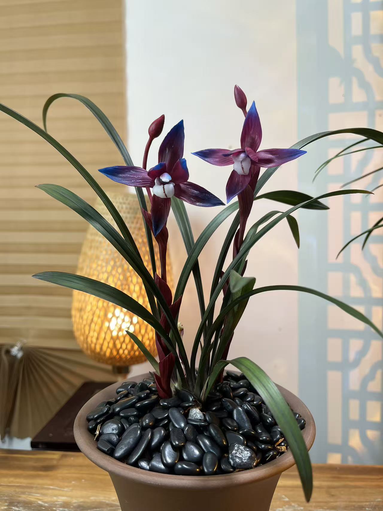 稀有品种紫孔雀-春剑浓香型大花好养易活颜值高花期长