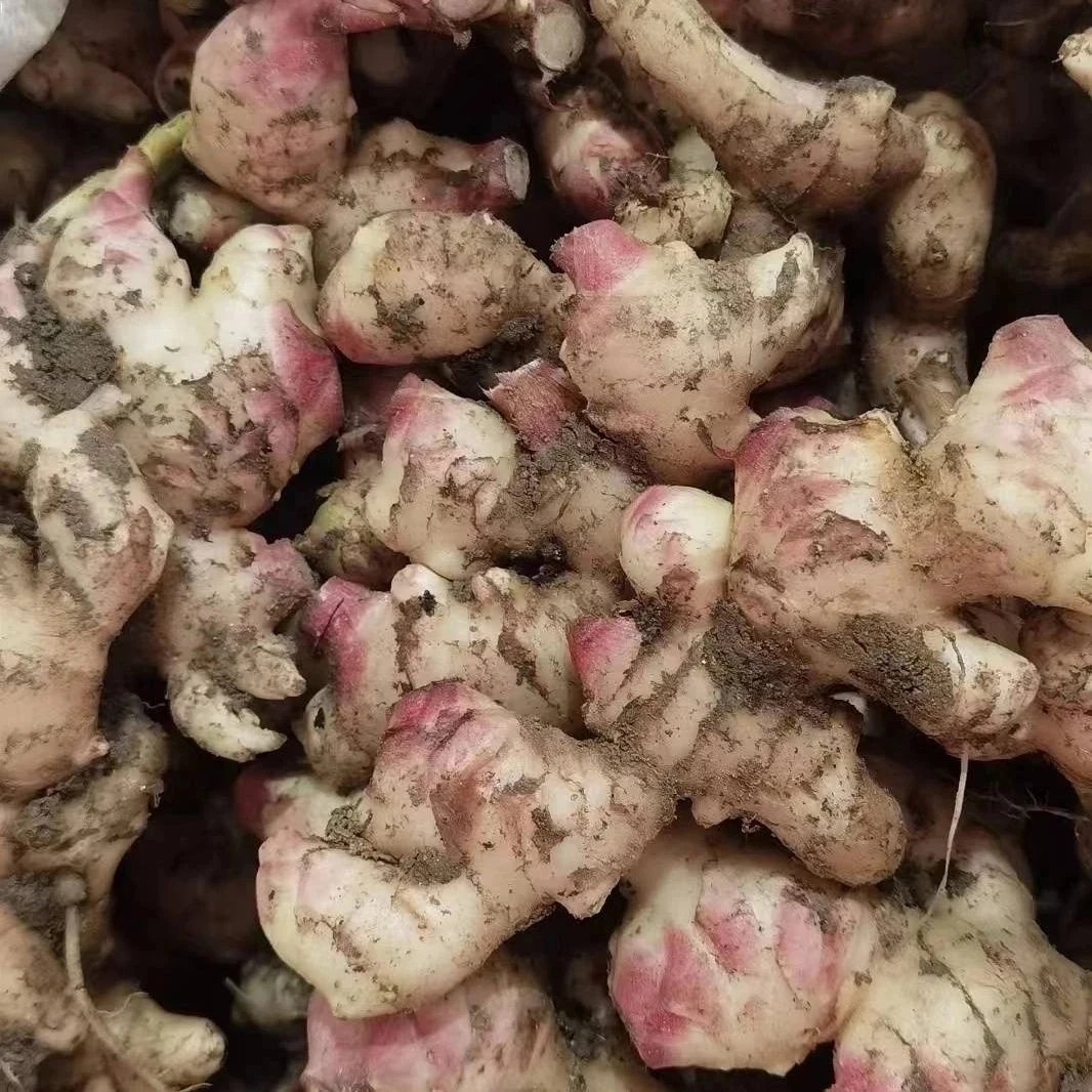 云南特产山货~青姜~卤蛋甄选