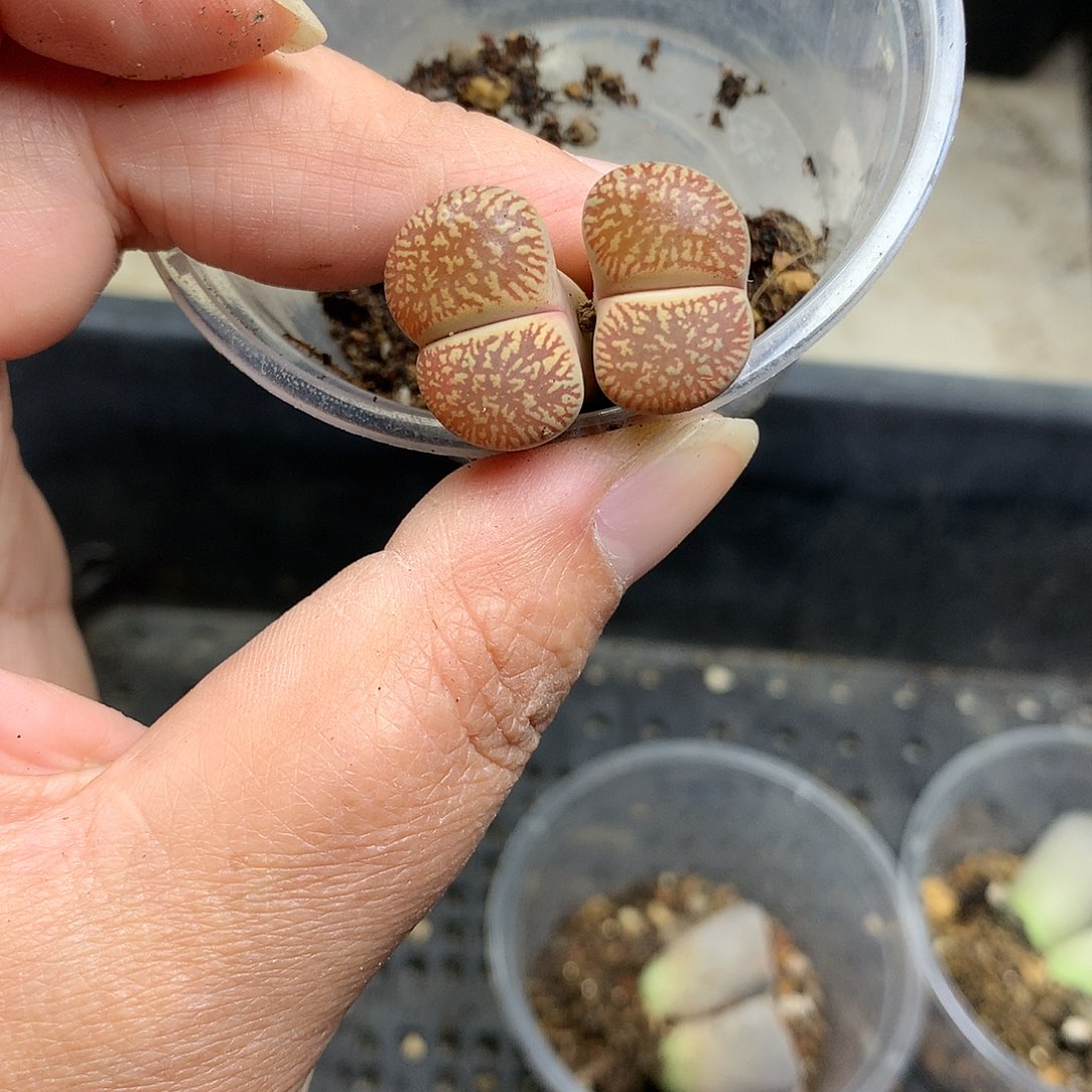 G372多肉植物保护研究所