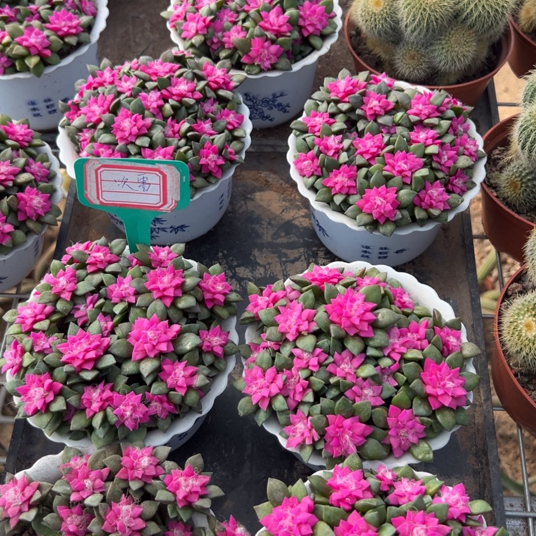 吹雪随机一颗。    