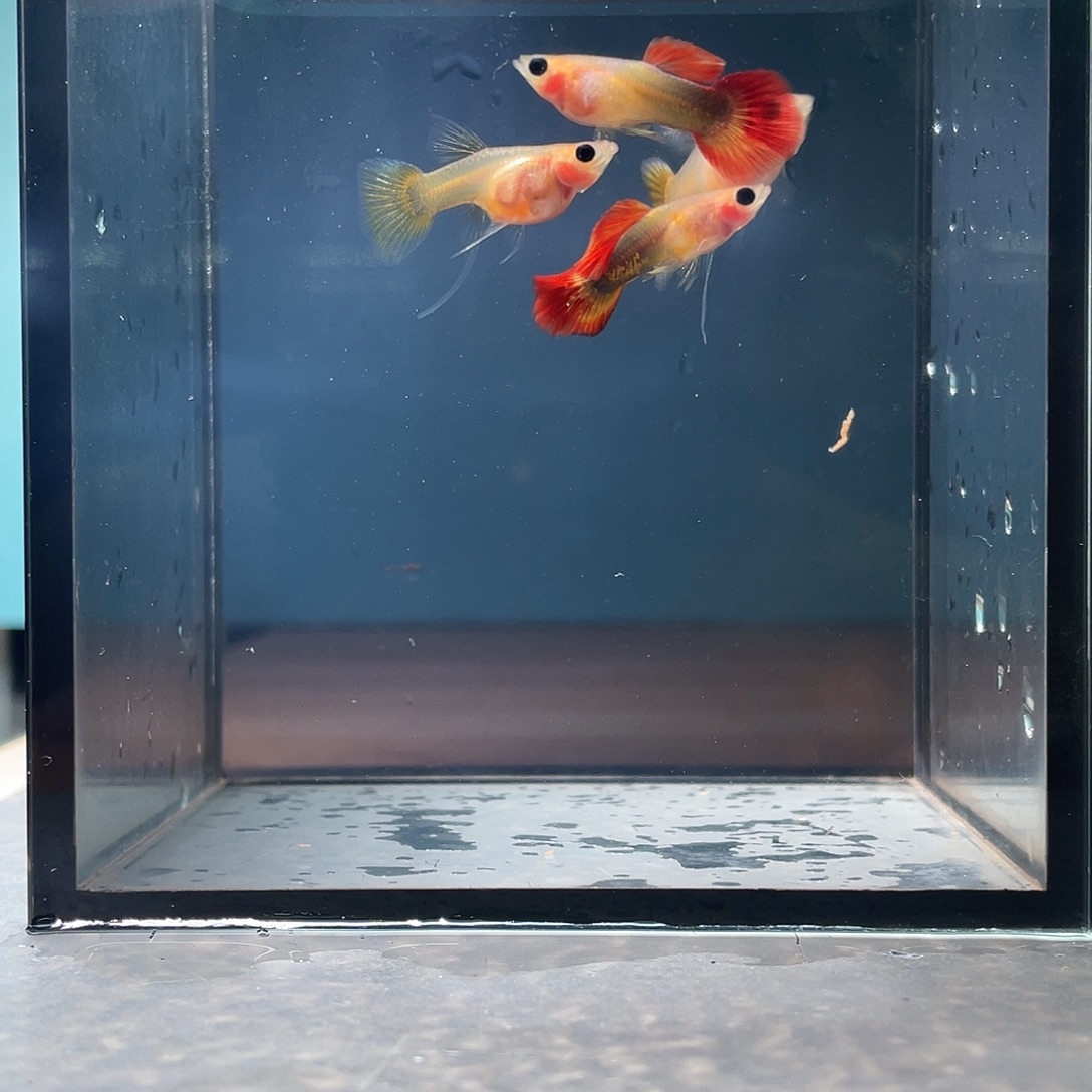 孔雀鱼跑红黄金大出