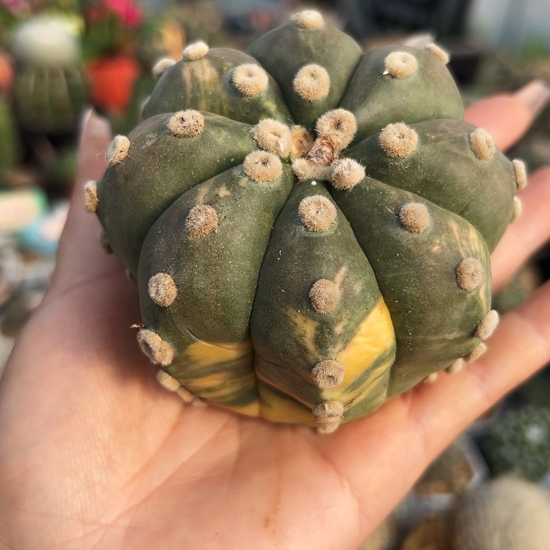 兜锦仙人球11111111