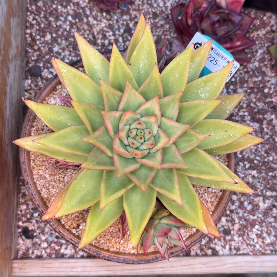 多肉一物一拍0225-143