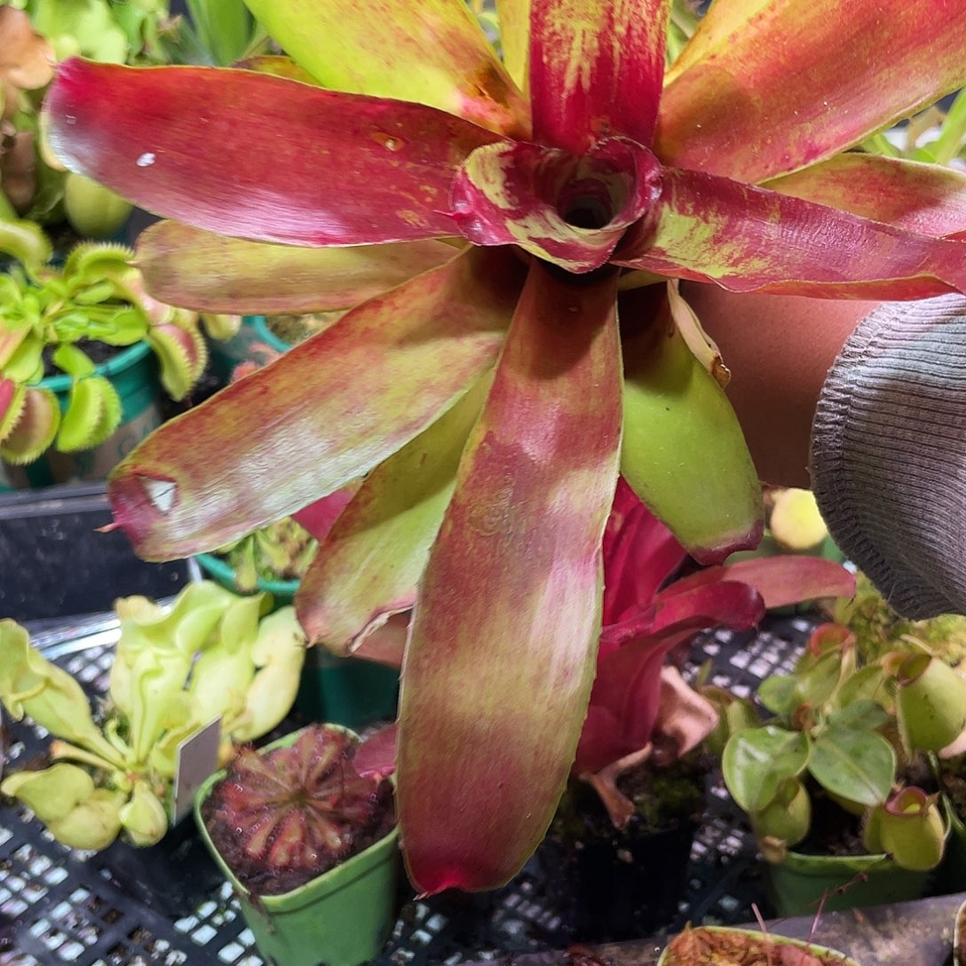 完全开放积水凤梨7