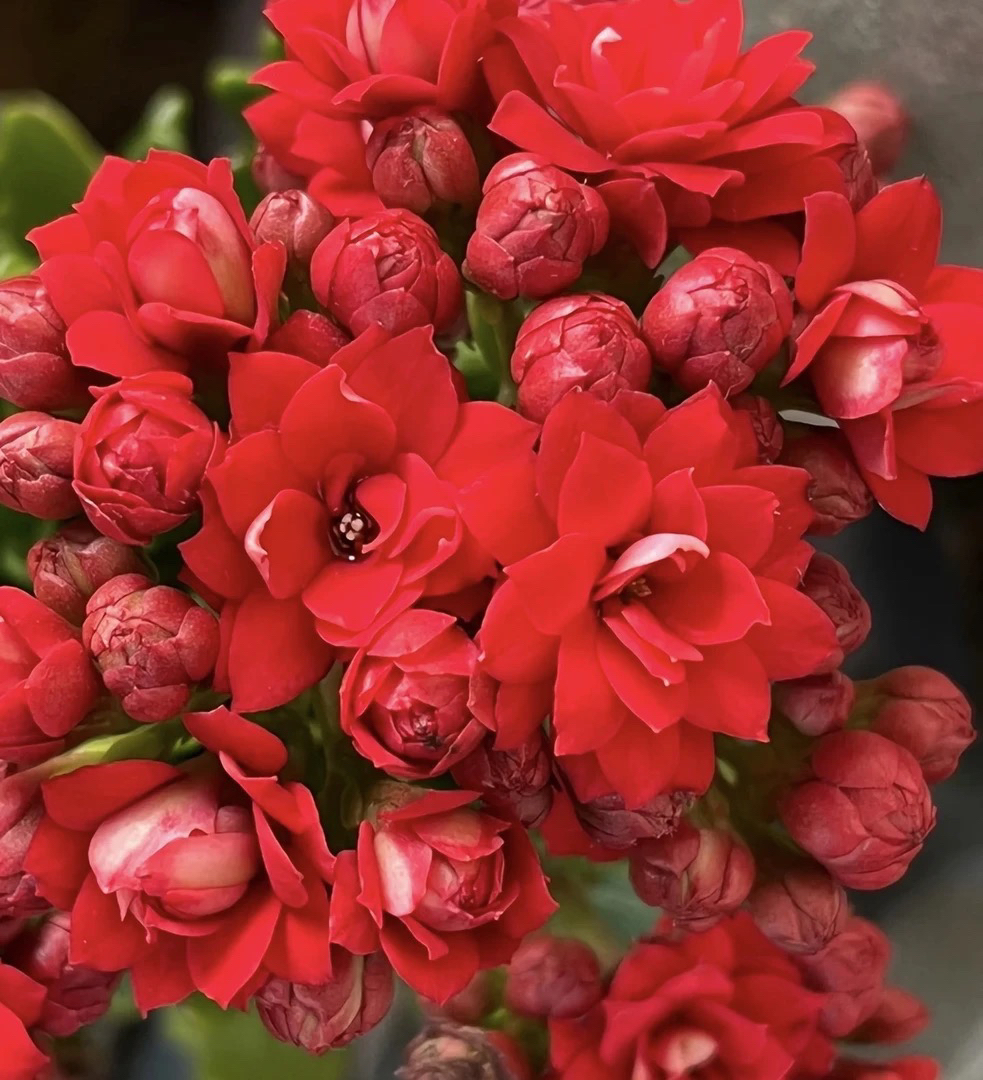 (红宝石）110盆长寿 稀有重瓣大花品种