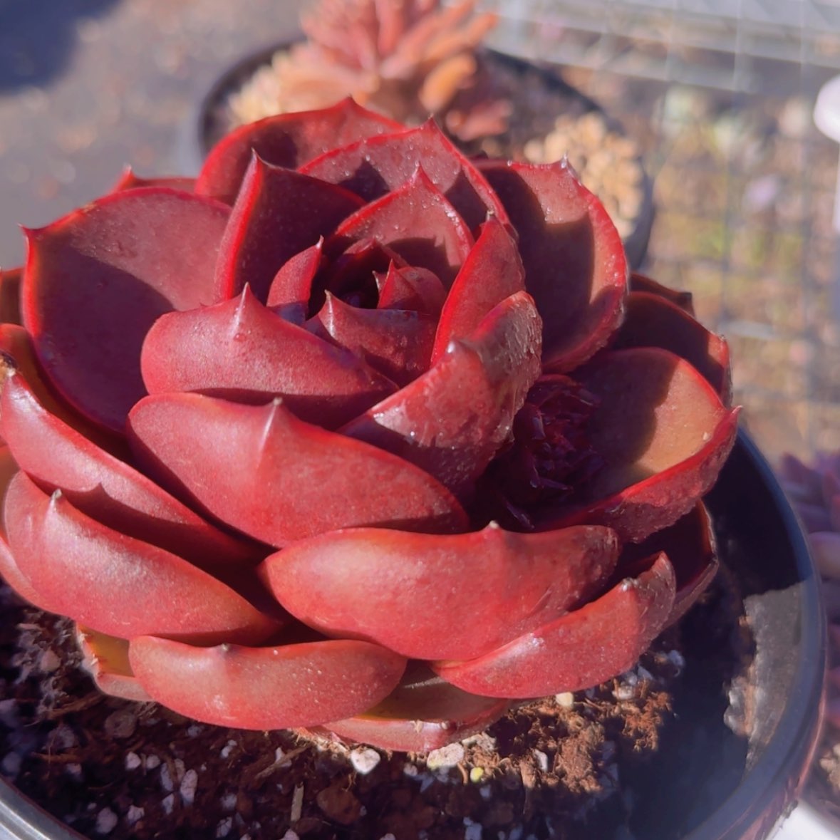 【闪购商品】大红灯