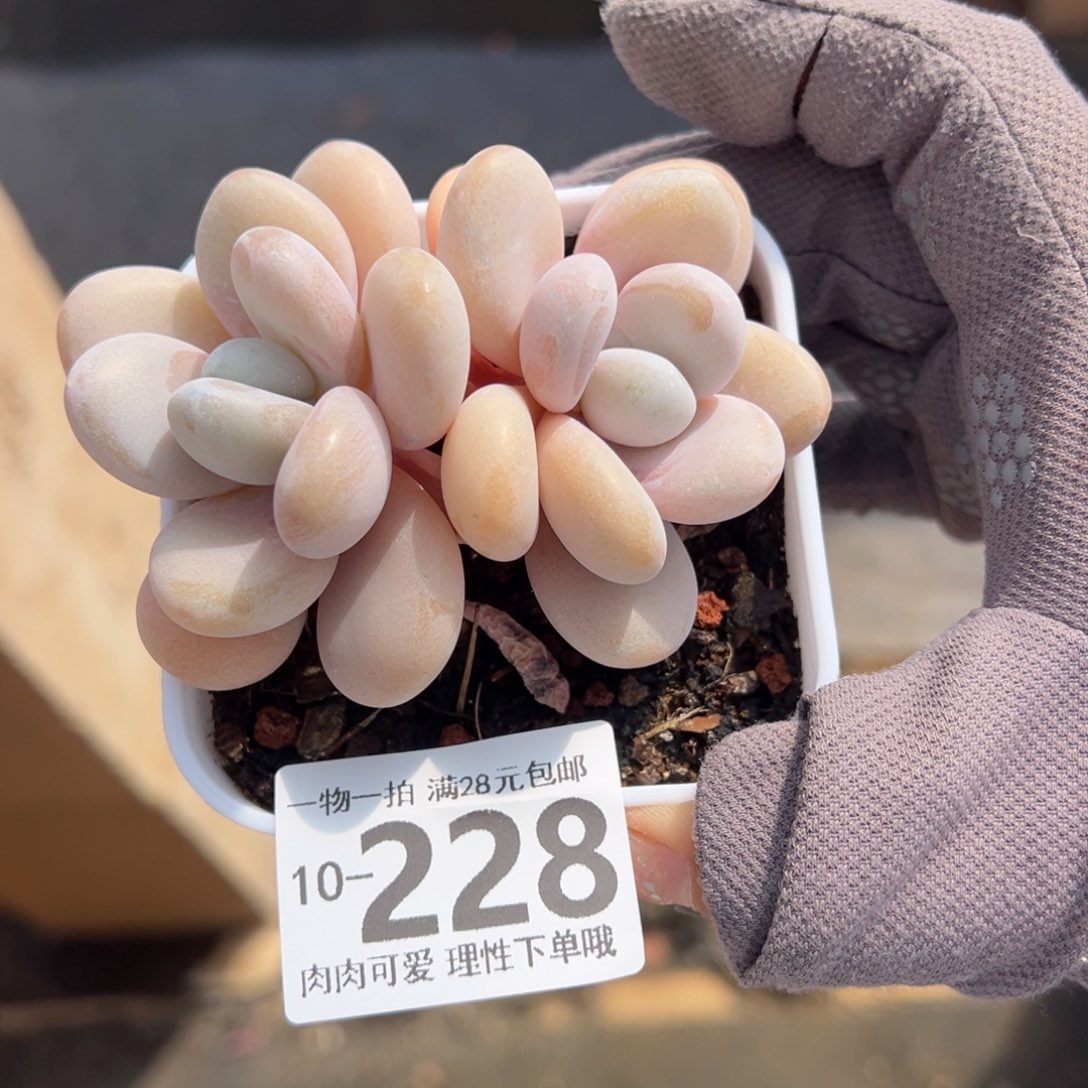 粉兔多肉多肉多肉多肉