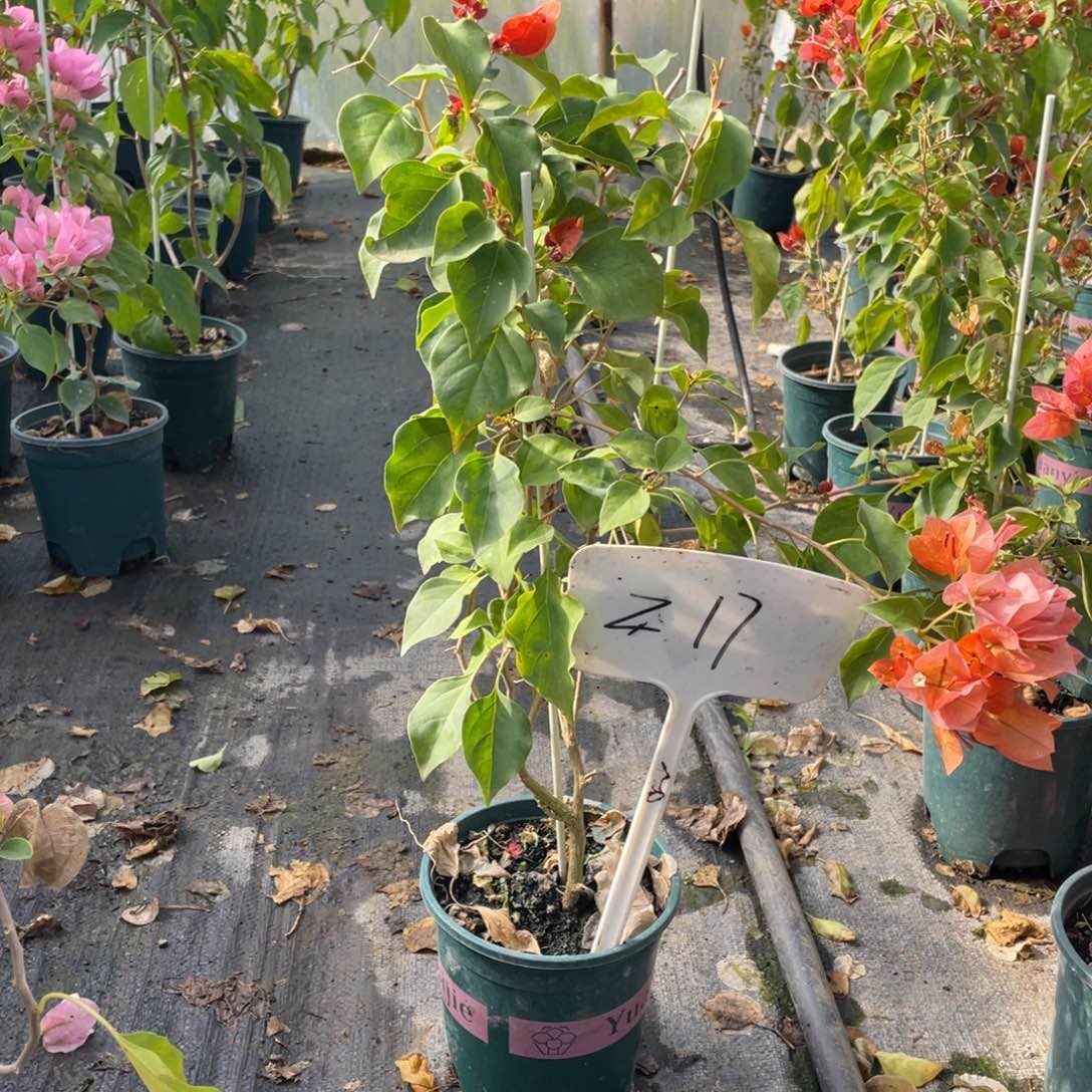 枕***书全部花朵日落一盆Z17