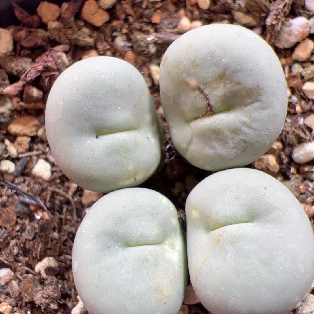 【闪购商品】223 福利