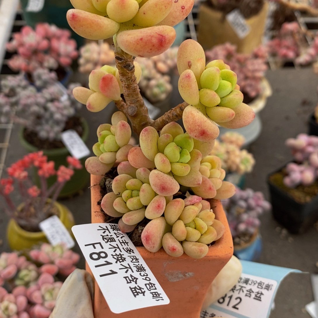 香格里拉811/6c m