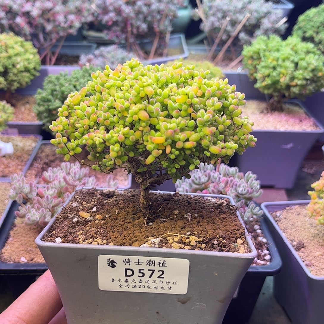 572蜜橘糖球枝干多肉