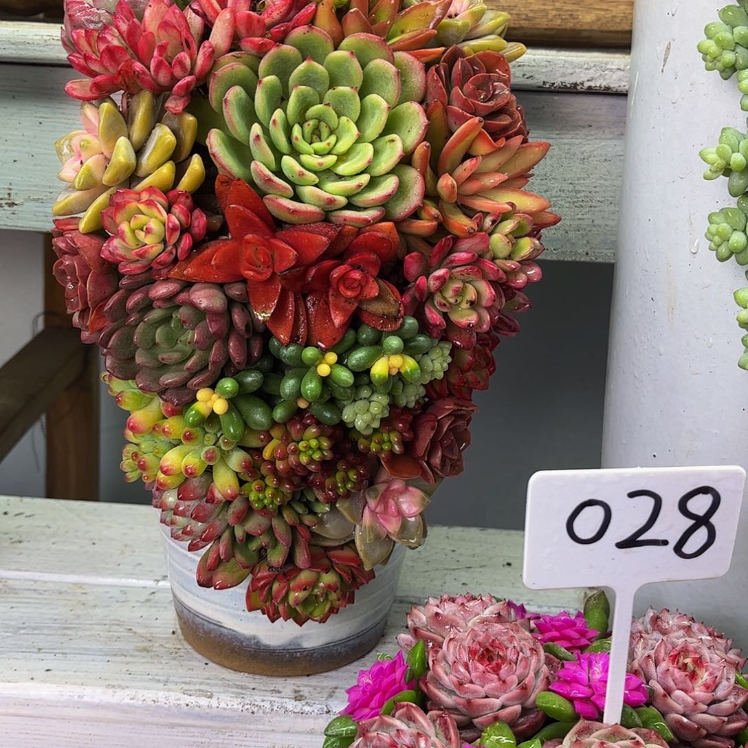 成品懒人彩色盆景