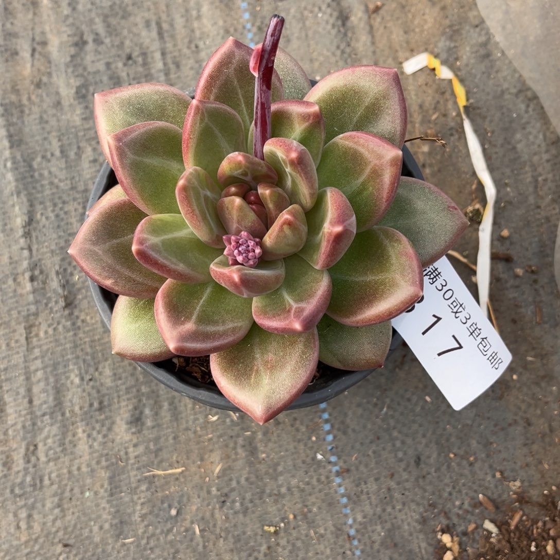 z***儿317泡泡多肉植物……