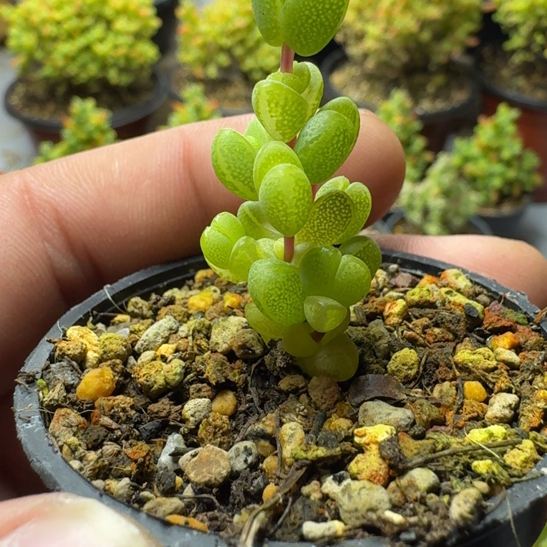 元宝 多肉植物枝干