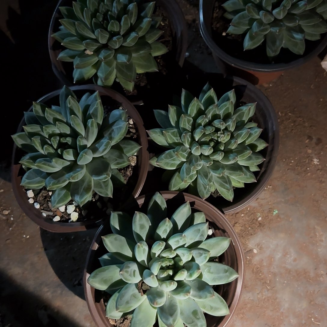 ¥****5颗青花瓷多肉寄养