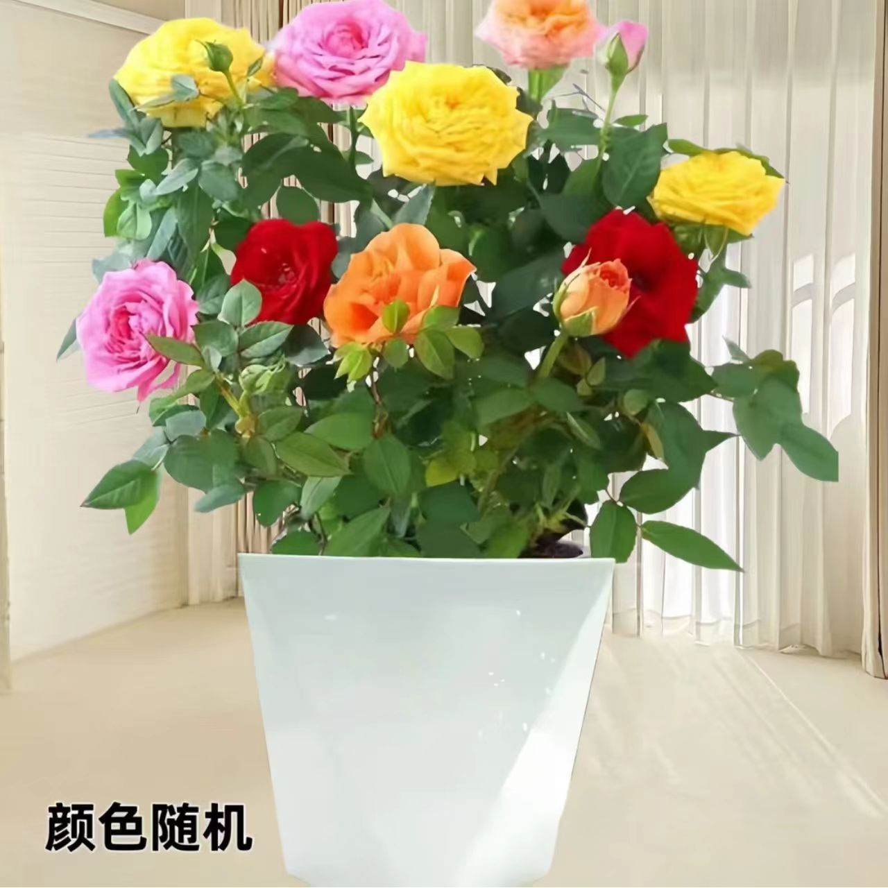 【带花苞发货】多色月季四季开花阳台月季庭院花苗花卉好养室外绿植