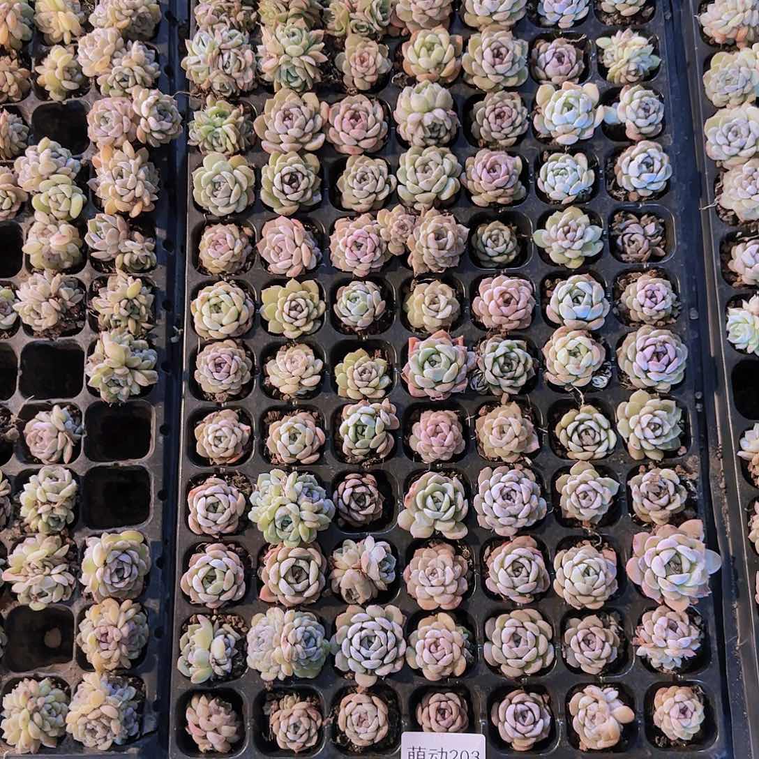 直播一物一拍多肉203