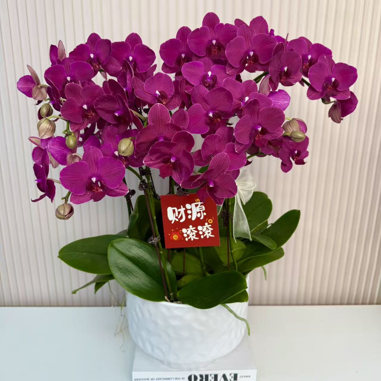 【蒙特勒】蝴蝶兰  红色中大花型 四季花 室内花精品 源头基地直