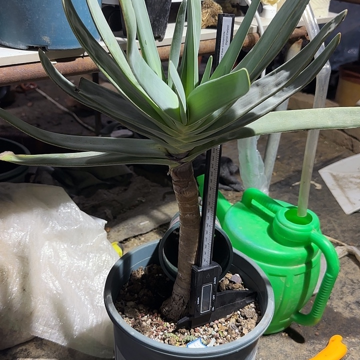 I***a折扇芦荟芦荟芦荟芦荟