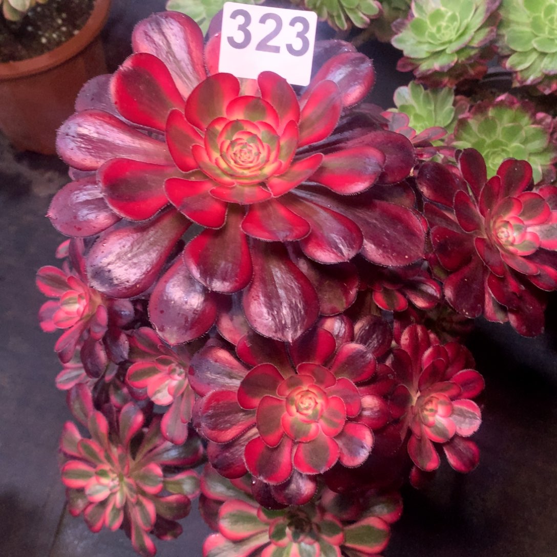 高****丽娜323法师多肉植物3500000