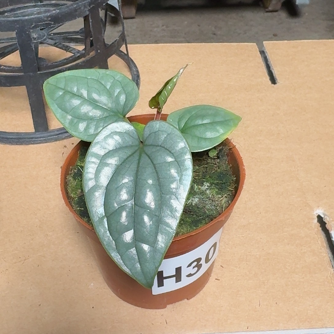 完全开放H30籽播奢华