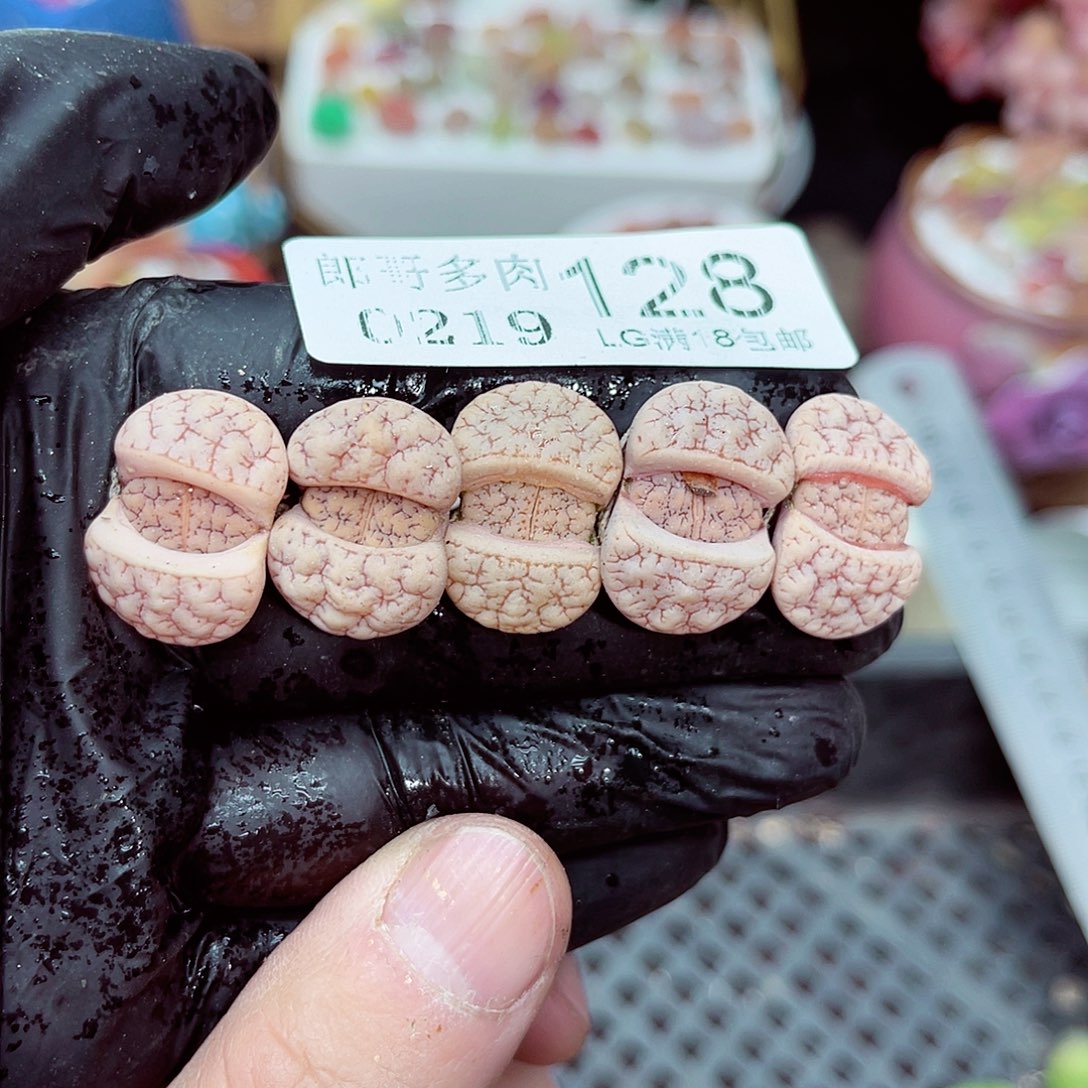 郎哥多肉生石花19-128