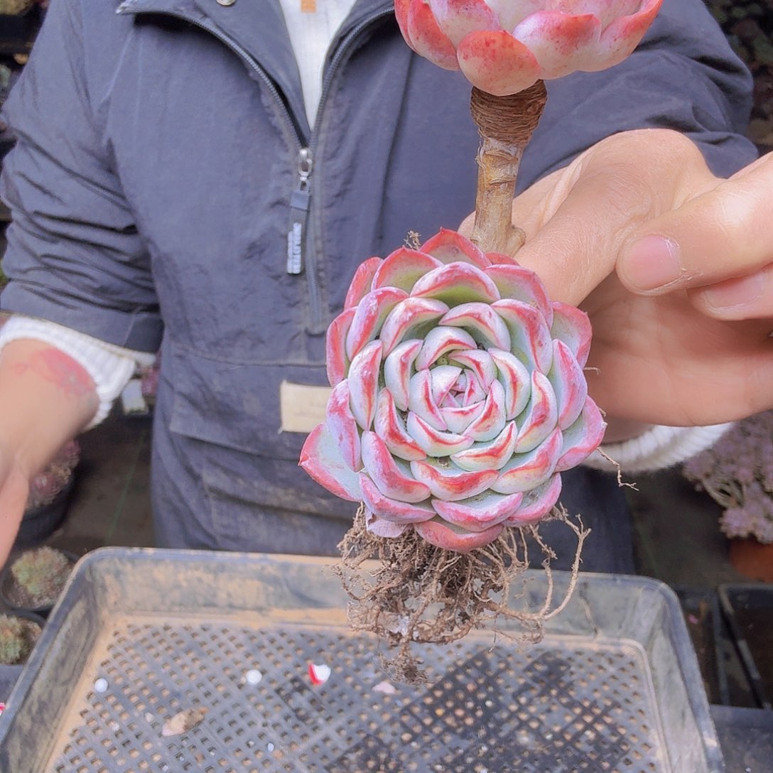 明****008侧影一物一拍侧影